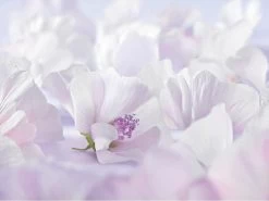 Weleda Baby Sensitive Witte Malva Gezichtscrème 7 Weleda Baby Sensitive Witte Malva Gezichtscrème -Babyproducten Winkel 1200x900 1